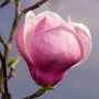 Magnolia soulangeana bloem